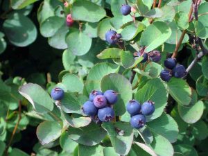 Amelanchier_alnifolia